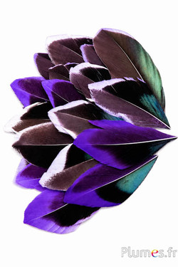 Pétales en plumes - 5-8 x 3-4 cm - violet-noir